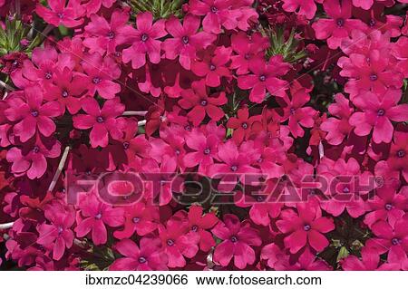 Primrose (Primula x pruhoniciana), pink flowers, Tyrol, Austria, Europe View Large Photo Image Stock Photograph - Primrose (Primula x pruhoniciana), pink flowers, Tyrol, Austria, Europe. Fotosearch