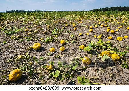 Pumpkin field with edible pumpkins in Zauchwitz, Brandenburg, Germany, Europe View Large Photo Image Stock Photo - Pumpkin field with edible pumpkins in Zauchwitz, Brandenburg, Germany, Europe. Fotosearch