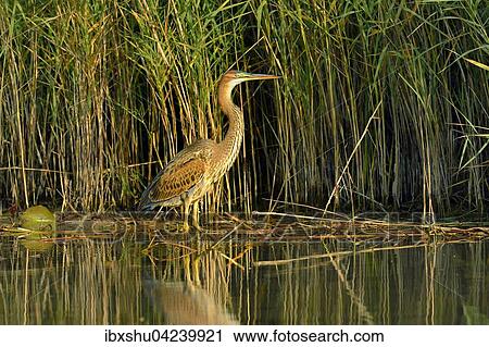Stock Image - Purple heron (Ardea purpurea) standing next to reeds, Canton of Neuchatel, Switzerland, Europe. Fotosearch