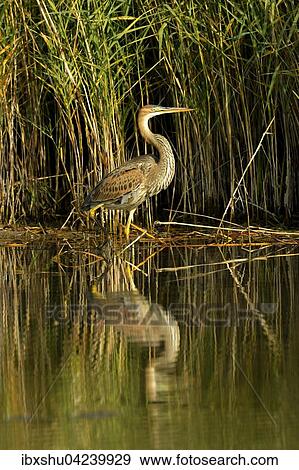 Purple heron (Ardea purpurea) standing next to reeds, Canton of Neuchatel, Switzerland, Europe View Large Photo Image Stock Photo - Purple heron (Ardea purpurea) standing next to reeds, Canton of Neuchatel, Switzerland, Europe. Fotosearch