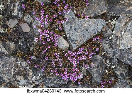 Purple saxifrage (Saxifraga oppositifolia), Spitsbergen, Norway, Europe View Large Photo Image Stock Image - Purple saxifrage (Saxifraga oppositifolia), Spitsbergen, Norway, Europe. Fotosearch