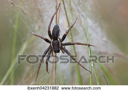 Raft spider (Dolomedes fimbriatus) in its web, Lower Saxony, Germany, Europe View Large Photo Image Stock Image - Raft spider (Dolomedes fimbriatus) in its web, Lower Saxony, Germany, Europe. Fotosearch