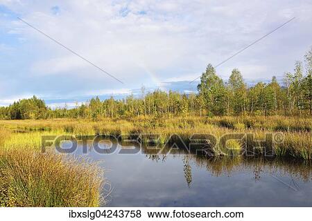 Rainbow over autumnal moor with a pond and club-rushes (Schoenoplectus lacustris) in Nicklheim, Upper Bavaria, Bavaria, Germany, Europe View Large Photo Image Stock Photo - Rainbow over autumnal moor with a pond and club-rushes (Schoenoplectus lacustris) in Nicklheim, Upper Bavaria, Bavaria, Germany, Europe. Fotosearch