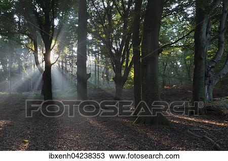 Stock Image - Rays of sunlight in forest, Emsland, Lower Saxony, Germany, Europe. Fotosearch