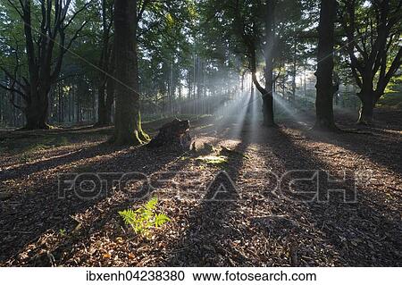 Rays of sunlight in forest, Emsland, Lower Saxony, Germany, Europe View Large Photo Image Stock Image - Rays of sunlight in forest, Emsland, Lower Saxony, Germany, Europe. Fotosearch