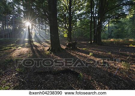 Rays of sunlight in forest, Emsland, Lower Saxony, Germany, Europe View Large Photo Image Stock Image - Rays of sunlight in forest, Emsland, Lower Saxony, Germany, Europe. Fotosearch