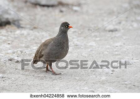Red-billed spurfowl (Francolinus adspersus), Etosha National Park, Namibia, Africa View Large Photo Image Stock Photo - Red-billed spurfowl (Francolinus adspersus), Etosha National Park, Namibia, Africa. Fotosearch