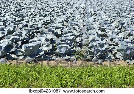Red cabbage, field, North Rhine-Westphalia, Germany, Europe View Large Photo Image Stock Photo - Red cabbage, field, North Rhine-Westphalia, Germany, Europe. Fotosearch