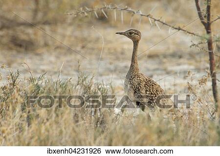 Red-crested korhaan (Lophotis ruficrista), Etosha National Park, Namibia, Africa View Large Photo Image Stock Photograph - Red-crested korhaan (Lophotis ruficrista), Etosha National Park, Namibia, Africa. Fotosearch