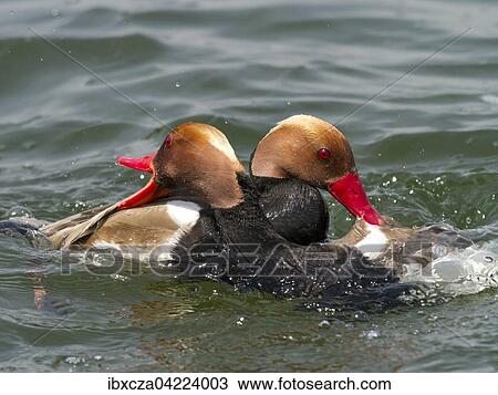 Red-crested pochard (Netta rufina) males in rank fight, Chiemsee, Bavaria, Germany, Europe View Large Photo Image Stock Image - Red-crested pochard (Netta rufina) males in rank fight, Chiemsee, Bavaria, Germany, Europe. Fotosearch