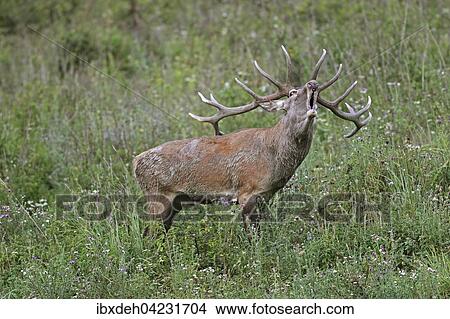 Picture - Red deer (Cervus elaphus), calling, in a meadow, during rut, southern Hungary. Fotosearch