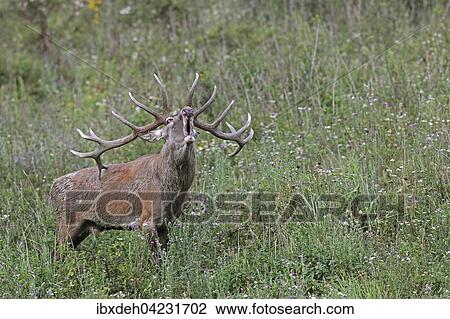 Red deer (Cervus elaphus), calling, in a meadow, during rut, southern Hungary View Large Photo Image Stock Image - Red deer (Cervus elaphus), calling, in a meadow, during rut, southern Hungary. Fotosearch