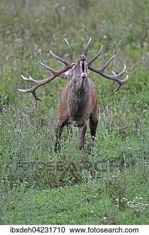 Red deer (Cervus elaphus), calling, in a meadow, during rut, southern Hungary View Large Photo Image Stock Image - Red deer (Cervus elaphus), calling, in a meadow, during rut, southern Hungary. Fotosearch
