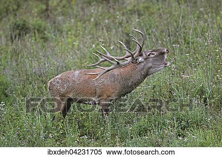 Red deer (Cervus elaphus), calling, in a meadow, during rut, southern Hungary View Large Photo Image Stock Photography - Red deer (Cervus elaphus), calling, in a meadow, during rut, southern Hungary. Fotosearch