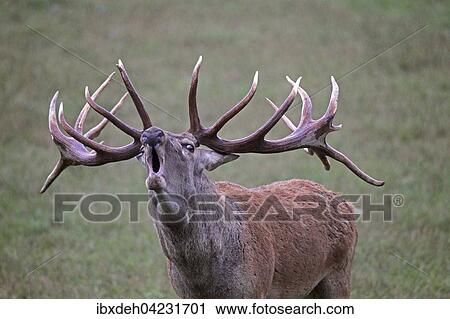 Red deer (Cervus elaphus), calling, during rut, southern Hungary View Large Photo Image Stock Image - Red deer (Cervus elaphus), calling, during rut, southern Hungary. Fotosearch