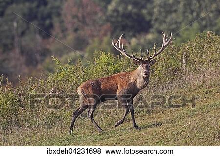 Red deer (Cervus elaphus), during rut, southern Hungary View Large Photo Image Stock Photo - Red deer (Cervus elaphus), during rut, southern Hungary. Fotosearch