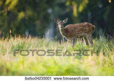 Red deer (Cervus elaphus), fawn, captive, Saxony, Germany, Europe View Large Photo Image Stock Image - Red deer (Cervus elaphus), fawn, captive, Saxony, Germany, Europe. Fotosearch