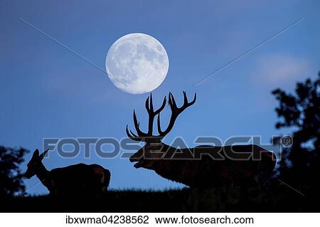 Red deer (Cervus elaphus) in rut, full moon at dusk, Lower Saxony, Germany, Europe View Large Photo Image Stock Image - Red deer (Cervus elaphus) in rut, full moon at dusk, Lower Saxony, Germany, Europe. Fotosearch