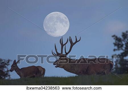 Red deer (Cervus elaphus) in rut, full moon at dusk, Lower Saxony, Germany, Europe View Large Photo Image Stock Image - Red deer (Cervus elaphus) in rut, full moon at dusk, Lower Saxony, Germany, Europe. Fotosearch