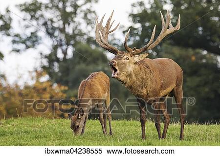 Red deer (Cervus elaphus) roaring and deer calf grazing, Lower Saxony, Germany, Europe View Large Photo Image Stock Photography - Red deer (Cervus elaphus) roaring and deer calf grazing, Lower Saxony, Germany, Europe. Fotosearch