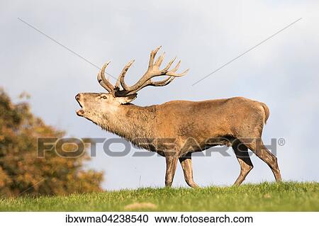 Red deer (Cervus elaphus) roaring, Lower Saxony, Germany, Europe View Large Photo Image Stock Image - Red deer (Cervus elaphus) roaring, Lower Saxony, Germany, Europe. Fotosearch
