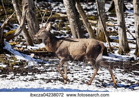 Stock Image - Red deer (Cervus elaphus), Berchtesgaden, Bavaria, Germany, Europe. Fotosearch