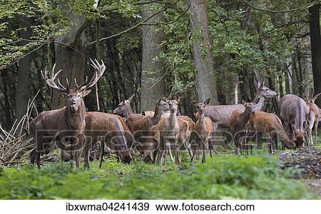 Red deer (Cervus elaphus), with young, captive, Lower Saxony, Germany, Europe View Large Photo Image Stock Photo - Red deer (Cervus elaphus), with young, captive, Lower Saxony, Germany, Europe. Fotosearch