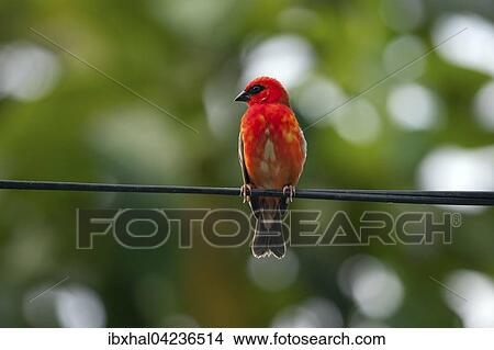 Red fody (Foudia madagascariensis), male sitting on a wire, La Digue Island, Seychelles, Africa View Large Photo Image Picture - Red fody (Foudia madagascariensis), male sitting on a wire, La Digue Island, Seychelles, Africa. Fotosearch