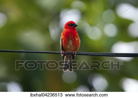 Red fody (Foudia madagascariensis), male sitting on a wire, La Digue Island, Seychelles, Africa View Large Photo Image Stock Image - Red fody (Foudia madagascariensis), male sitting on a wire, La Digue Island, Seychelles, Africa. Fotosearch
