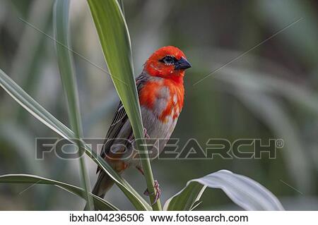 Red fody (Foudia madagascariensis), male, Praslin Island, Seychelles, Africa View Large Photo Image Stock Photograph - Red fody (Foudia madagascariensis), male, Praslin Island, Seychelles, Africa. Fotosearch