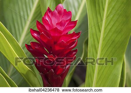 Red ginger, also ostrich plume or pink cone ginger (Alpinia purpurata), Mahe Island, Seychelles, Africa View Large Photo Image Stock Photo - Red ginger, also ostrich plume or pink cone ginger (Alpinia purpurata), Mahe Island, Seychelles, Africa. Fotosearch