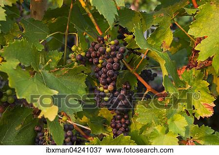 Stock Photo - Red grapes on the vine, Klingenberg am Main, Mainviereck, Lower Franconia, Franconia, Bavaria, Germany, Europe. Fotosearch