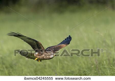 Red kite (Milvus milvus), captive, in flight, Eifel, Germany, Europe View Large Photo Image Stock Photography - Red kite (Milvus milvus), captive, in flight, Eifel, Germany, Europe. Fotosearch