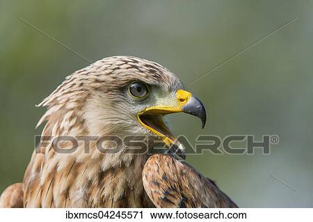 Stock Image - Red kite (Milvus milvus), captive, portrait, Eifel, Germany, Europe. Fotosearch