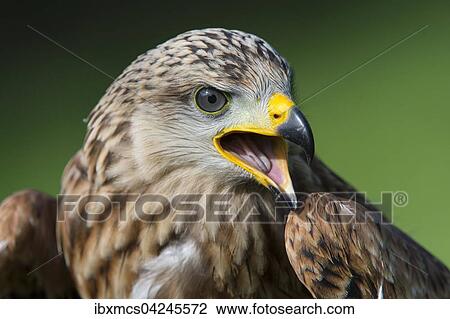 Red kite (Milvus milvus), captive, portrait, Eifel, Germany, Europe View Large Photo Image Stock Image - Red kite (Milvus milvus), captive, portrait, Eifel, Germany, Europe. Fotosearch