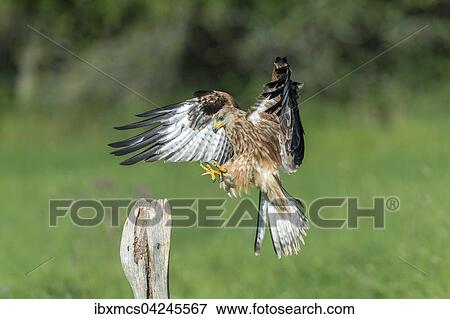 Stock Photo - Red kite (Milvus milvus), captive, approaching a post, Eifel, Germany, Europe. Fotosearch