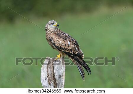 Red kite (Milvus milvus), captive, sitting on a post, Eifel, Germany, Europe View Large Photo Image Stock Photo - Red kite (Milvus milvus), captive, sitting on a post, Eifel, Germany, Europe. Fotosearch
