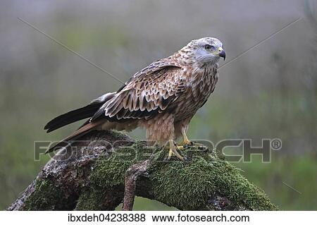 Stock Photo - Red kite (Milvus milvus) sitting on old tree trunk, Allgaeu, Bavaria, Germany, Europe. Fotosearch