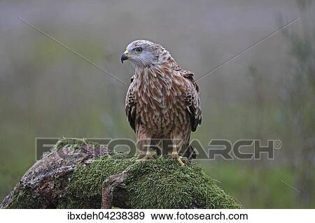 Red kite (Milvus milvus) sitting on old tree trunk, Allgaeu, Bavaria, Germany, Europe View Large Photo Image Stock Photo - Red kite (Milvus milvus) sitting on old tree trunk, Allgaeu, Bavaria, Germany, Europe. Fotosearch