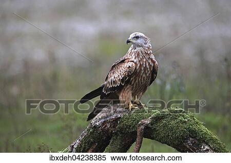 Red kite (Milvus milvus) sitting on old tree trunk, Allgaeu, Bavaria, Germany, Europe View Large Photo Image Stock Photography - Red kite (Milvus milvus) sitting on old tree trunk, Allgaeu, Bavaria, Germany, Europe. Fotosearch