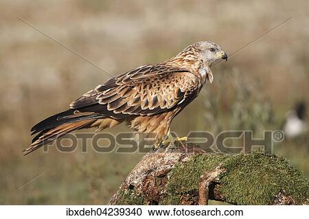 Red kite (Milvus milvus) sitting on root, Allgau, Bavaria, Germany, Europe View Large Photo Image Stock Image - Red kite (Milvus milvus) sitting on root, Allgau, Bavaria, Germany, Europe. Fotosearch