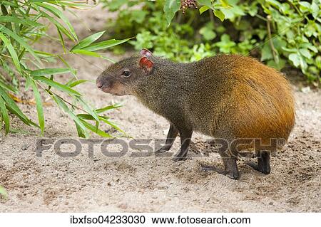 Stock Image - Red-rumoped agouti (Dasyprocta leporina), captive, Thuringia, Germany, Europe. Fotosearch