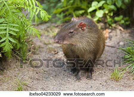 Red-rumoped agouti (Dasyprocta leporina), captive, Thuringia, Germany, Europe View Large Photo Image Stock Photo - Red-rumoped agouti (Dasyprocta leporina), captive, Thuringia, Germany, Europe. Fotosearch