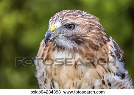 Stock Image - Red-tailed Hawk (Buteo jamaicensis), portrait, native to North America, captive. Fotosearch