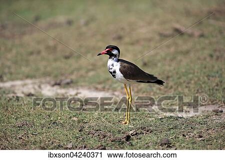 Red-wattled lapwing (Vanellus indicus), immature plumage, Bundala National Park, Sri Lanka, Asia View Large Photo Image Stock Image - Red-wattled lapwing (Vanellus indicus), immature plumage, Bundala National Park, Sri Lanka, Asia. Fotosearch