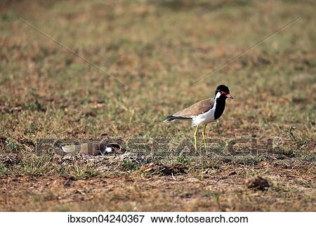 Red-wattled lapwing (Vanellus indicus), couple brooding, Bundala National Park, Sri Lanka, Asia View Large Photo Image Stock Photo - Red-wattled lapwing (Vanellus indicus), couple brooding, Bundala National Park, Sri Lanka, Asia. Fotosearch