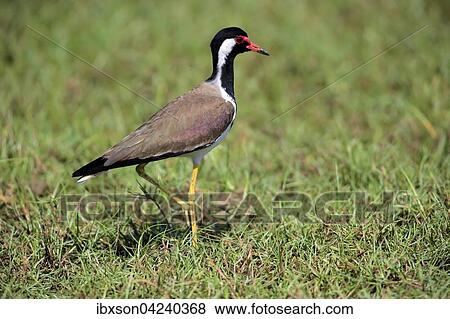 Red-wattled lapwing (Vanellus indicus), attentive male in field, Bundala National Park, Sri Lanka, Asia View Large Photo Image Stock Photo - Red-wattled lapwing (Vanellus indicus), attentive male in field, Bundala National Park, Sri Lanka, Asia. Fotosearch