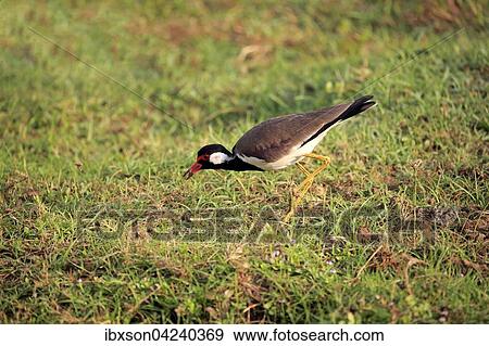Red-wattled lapwing (Vanellus indicus), adult eating, foraging, Bundala National Park, Sri Lanka, Asia View Large Photo Image Stock Photo - Red-wattled lapwing (Vanellus indicus), adult eating, foraging, Bundala National Park, Sri Lanka, Asia. Fotosearch