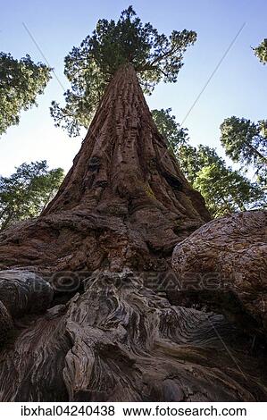 Stock Photo - Redwood (Sequoioideae), Wellingtonia (Sequoiadendron giganteum), Mariposa Grove, Yosemite National Park, California, USA, North America. Fotosearch