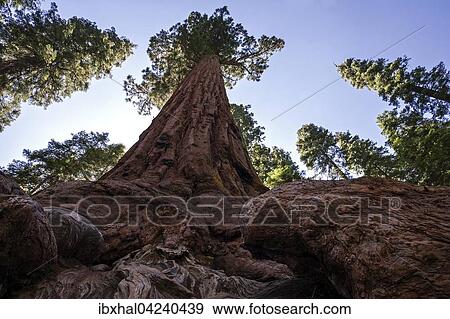Redwood (Sequoioideae), Wellingtonia (Sequoiadendron giganteum), Mariposa Grove, Yosemite National Park, California, USA, North America View Large Photo Image Stock Photo - Redwood (Sequoioideae), Wellingtonia (Sequoiadendron giganteum), Mariposa Grove, Yosemite National Park, California, USA, North America. Fotosearch